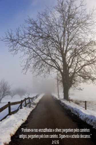 Bare tree on hazy and snowy countryroad